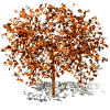 arbre