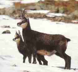 chamois